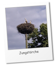 Jungstörche 2012 © N. Radicke