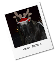 Unser Wallach © A. & N. Käutner